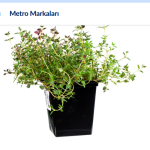METRO Chef Saksı Baharat Kekik