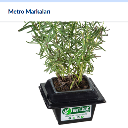 METRO Chef Saksı Baharat Rozmarin (Biberiye)